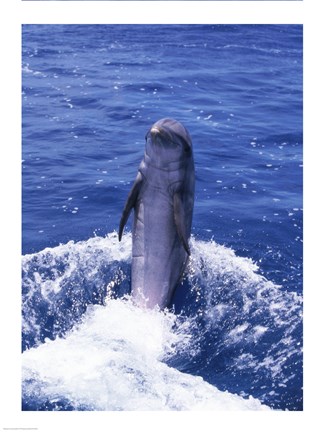 Framed Bottle-nosed Dolphin Splashing and Swimming Print