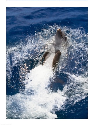 Framed Bottle-Nosed Dolphin Splashing in the Ocean Print