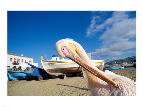 Framed Pelican and Fishing Boats on Beach, Mykonos, Cyclades Islands, Greece Print
