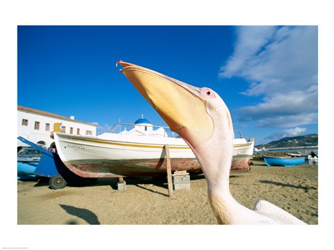 Framed Pelican and Fishing Boats on Beach, Mykonos, Cyclades Islands, Greece Print