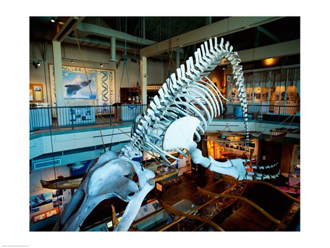 Framed Humpback whale skeleton hanging in a museum, Hawaii Maritime Center, Honolulu, Oahu, Hawaii, USA Print