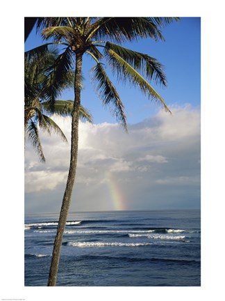 Kauai Hawaii - Palm Tree