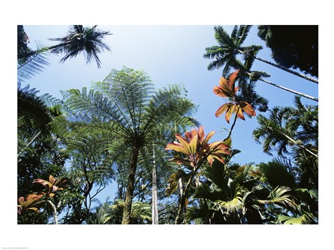 Framed Low angle view of palm trees, Hawaii Tropical Botanical Garden, Hawaii, USA Print