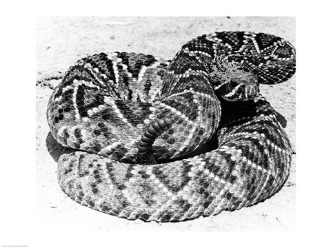 Framed Close-up of a Western Diamondback Rattlesnake (Crotalus atrox) Print