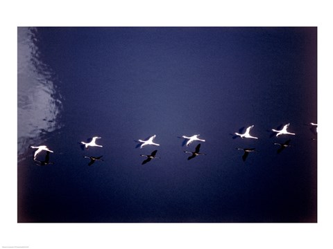 Framed High Angle View of a Flock of Lesser Flamingos Flying Print