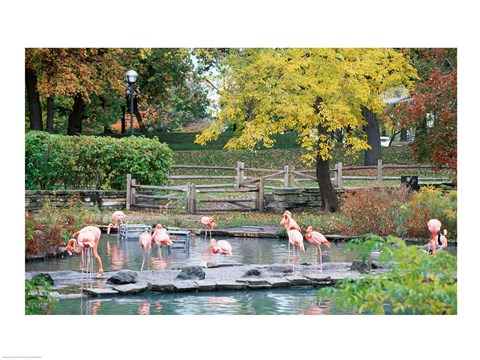 Framed Large group of flamingos wading in water Print