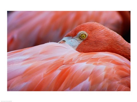 Framed Flamingo Hiding Face Print