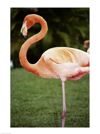 Framed American Flamingo Print