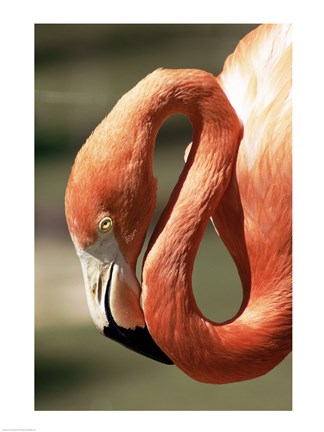 Framed Flamingo Close Up Print