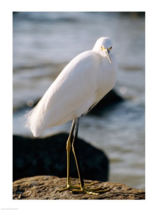 Framed Snowy Egret Standing on Rock by the Water Print