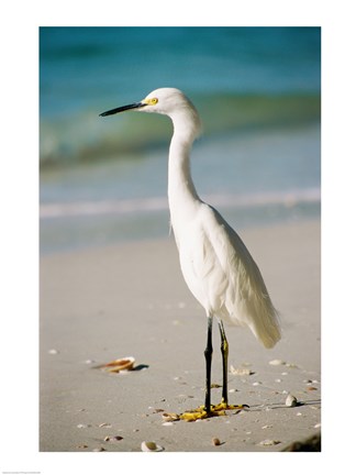 Framed Snowy Egret Print