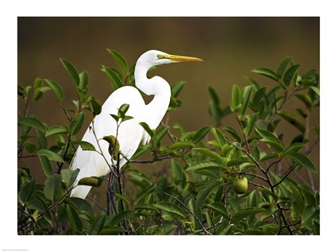 Framed Close-up of a Great Egret Perching on a Branch Print