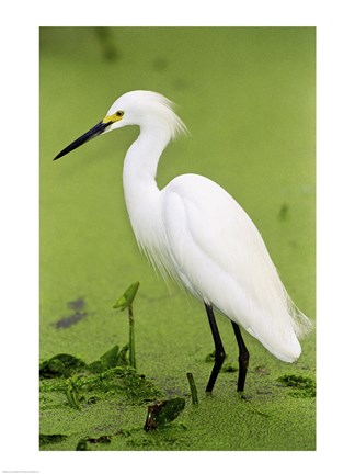 Framed Close-up of a Snowy Egret Wading in Water Print