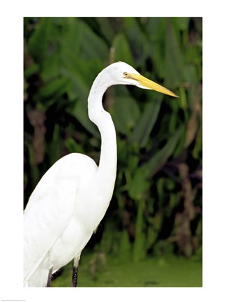 Framed Close-up of a Great Egret Print