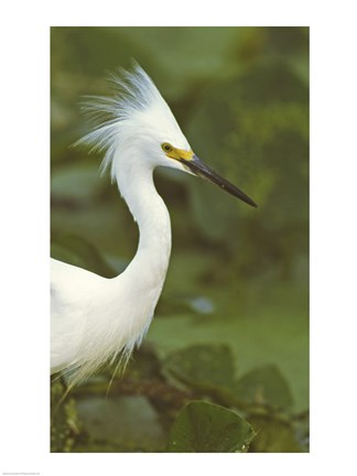 Framed Close-up of a Snowy Egret Print