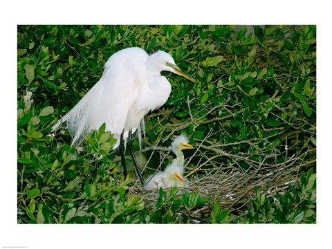 Framed Great Egrets Print