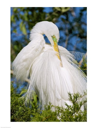 Framed Great Egret - photo Print