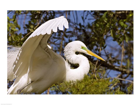 Framed Great Egret - open wings Print