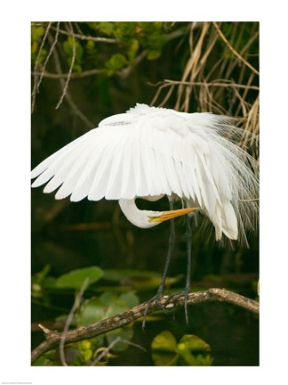 Framed Close-up of a Great White Egret Print