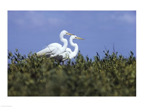 Framed Great Egret - two walking Print
