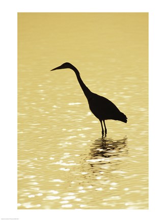 Framed Great Egret in the water Print