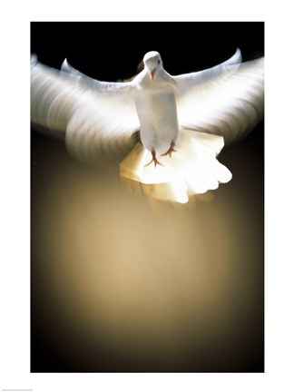 Framed White Dove in flight Print