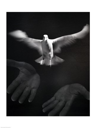 Framed Close-up of a person releasing a White Dove Print