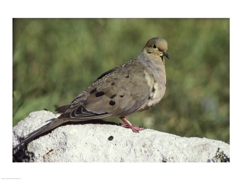 Framed Mourning Dove Print