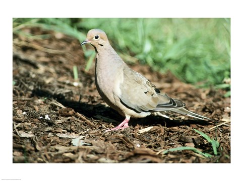 Framed Mourning Dove on the Ground Print