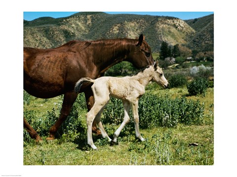 Framed Palomino Mare and a Colt Print