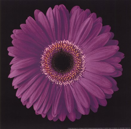 Framed Gerbera Daisy Purple Print