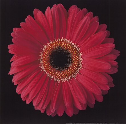 Framed Gerbera Daisy Pink Print
