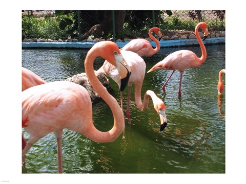 Framed Flamingos in a Zoo Print