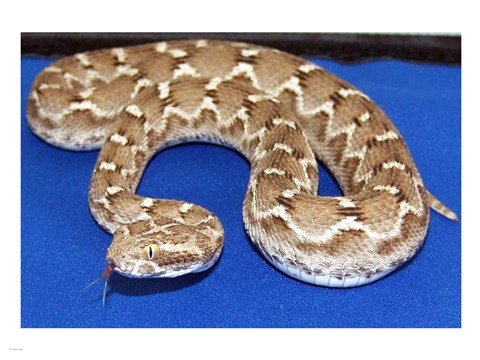 Framed Saw Scaled Viper Print