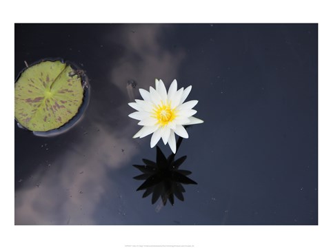 Framed Lotus Yin-Yang Print