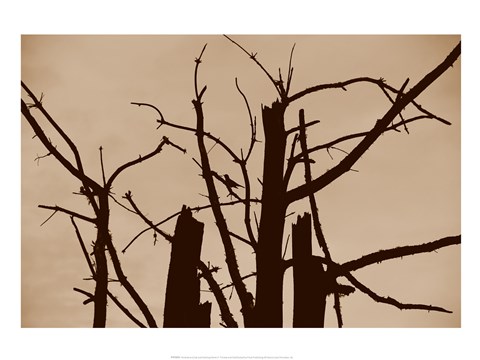 Framed Perched and Sat and Nothing More II Print