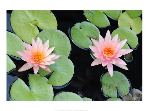 Framed Lotus Eaters II Print