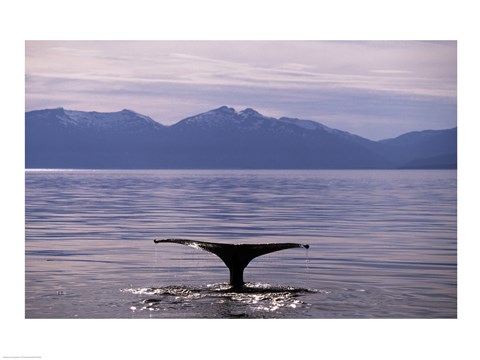 Framed Humpback Whale in Alaska, USA Print