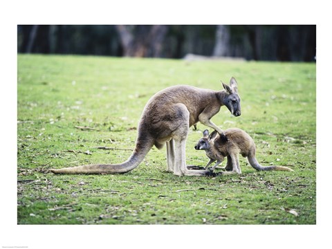 Framed Red Kangaroos Print