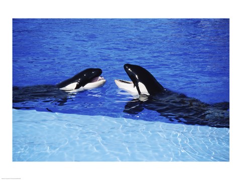 Framed Killer Whales Sea World San Diego California USA Print