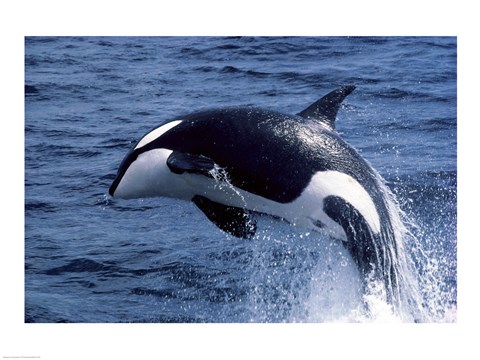 Framed Killer Whale Orcinus Orca Atlantic Ocean Print