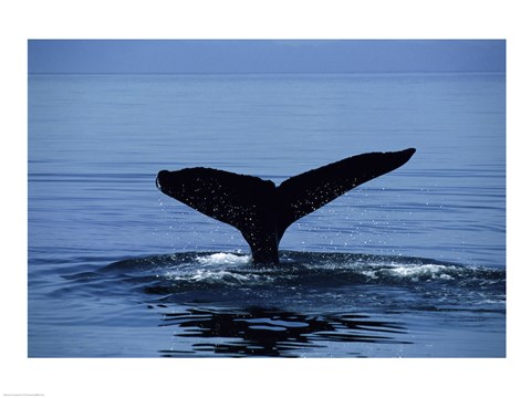 Framed Humpback Whale Tail Print
