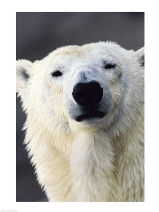 Framed Polar Bear Photo Print