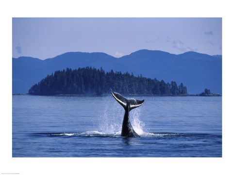Framed Humpback Whale Diving Print