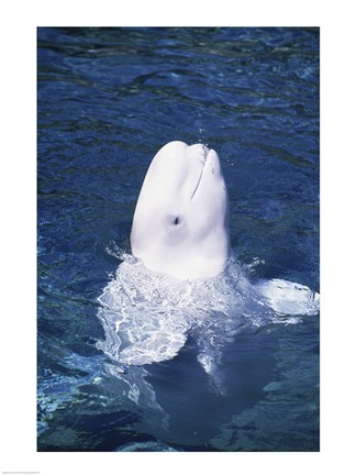 Framed Beluga Whale Print