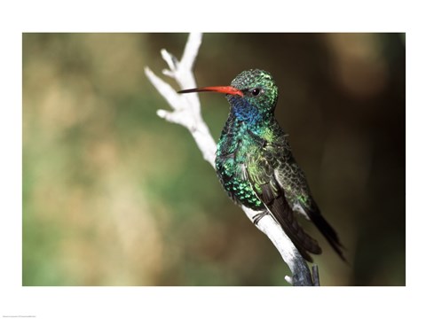 Framed Male Broad-Billed Hummingbird Print