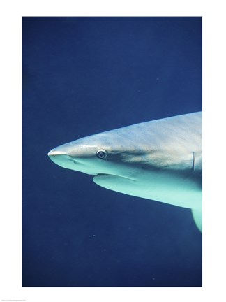 Framed Caribbean Reef Shark Print