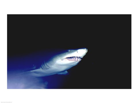 Framed Ragged-tooth Shark Print