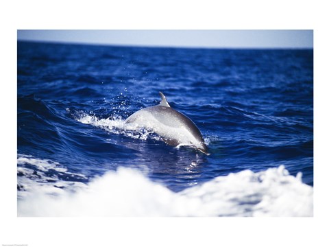 Framed Dolphin, USA, Hawaii, Kona Coast Print