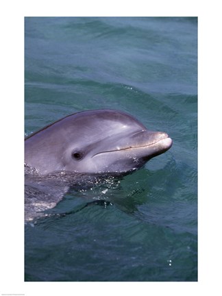 Framed Bottle Nosed Dolphin Saying Hello Print